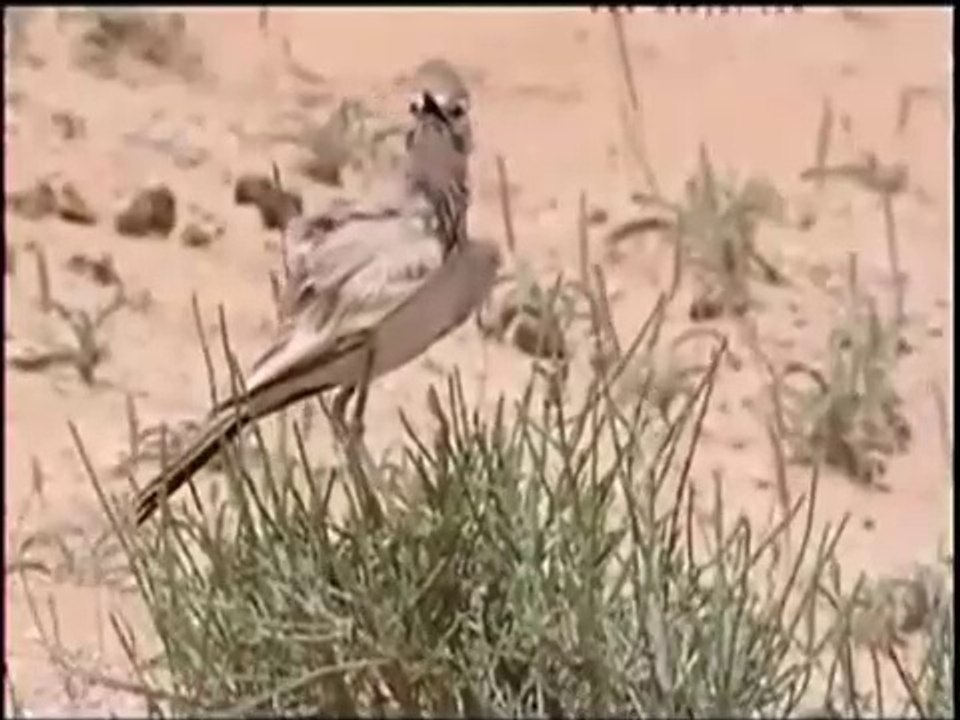 اسرار وغرائبAlaudidae# طائر القبة
