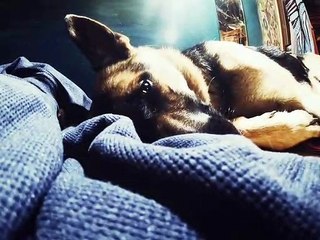 German Shepherd Sings Improv Duet Lullabye