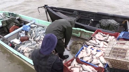 Manyas'tan çıkıyor Irak ve Suriye'de tüketiliyor - BALIKESİR