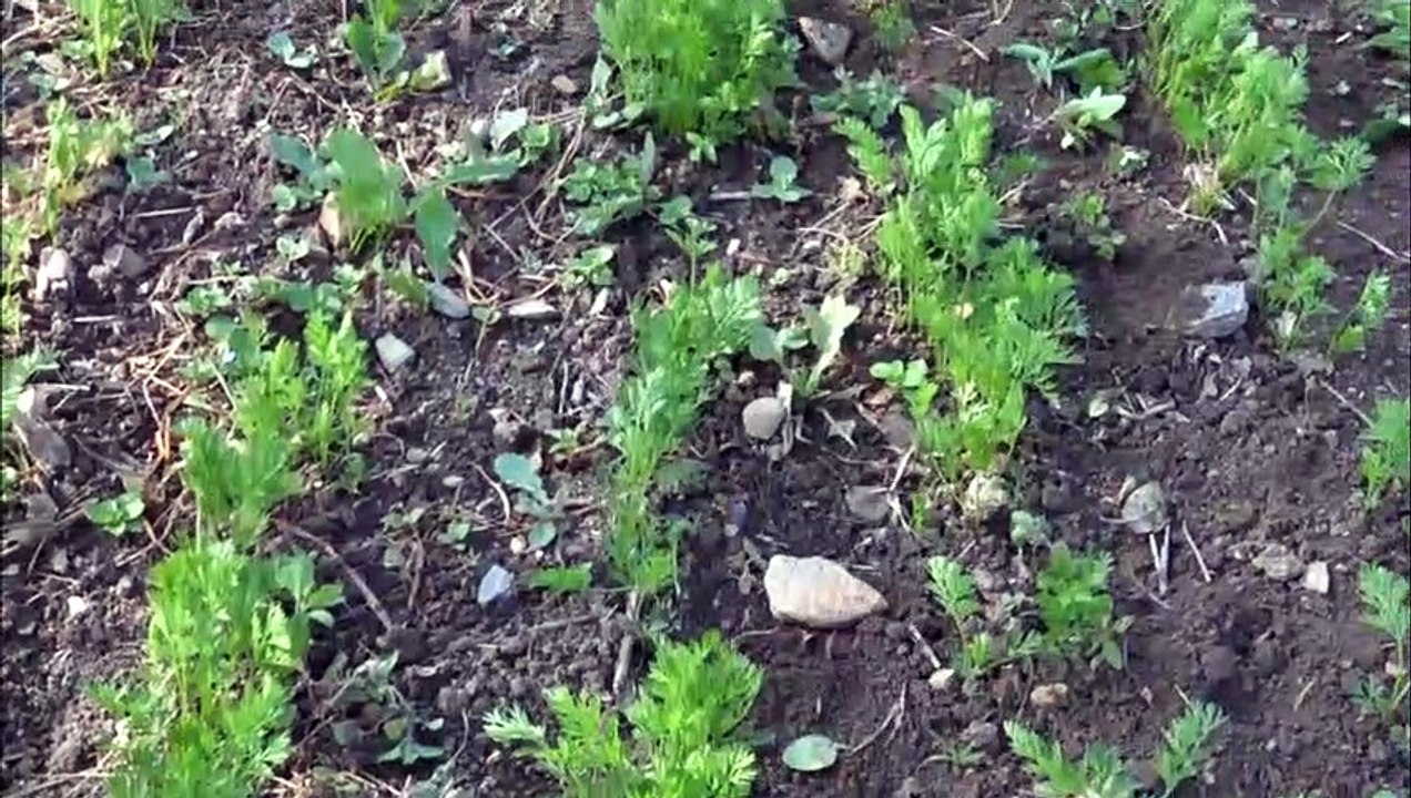 Ecophyto en cours