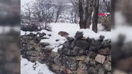 Tunceli Vaşak, Avladığı Tilkiyi Yerken Görüntülendi