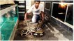 Snake Python Tiger Python Tiger Reticulatus Indonesia OMAH REPTILE NGANJUK