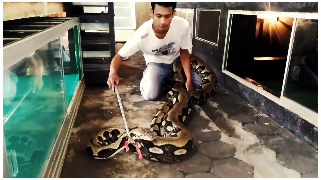 Snake Python Tiger Python Tiger Reticulatus Indonesia OMAH REPTILE NGANJUK