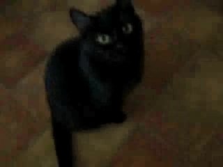 Chats bonne annee
