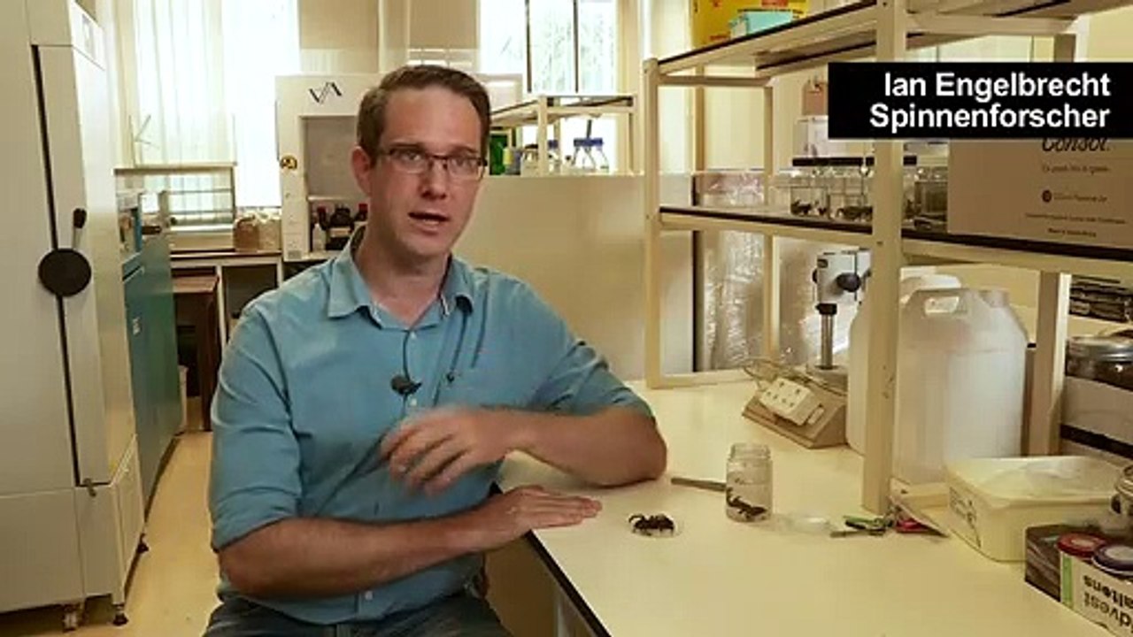 Bizarre Vogelspinne mit Horn gibt Rätsel auf