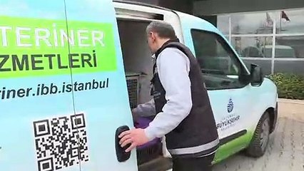 Istanbul vets make city's stray animals feel at home