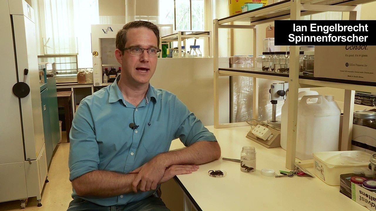 Bizarre Vogelspinne mit Horn gibt Rätsel auf