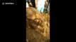Elephant calf rescued from irrigation well in Indian farm