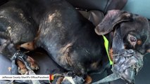 Abandoned Dog Found Bound With Duct Tape Now Recovering