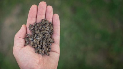 Extremes Insektensterben könnte in Naturkatastrophe enden