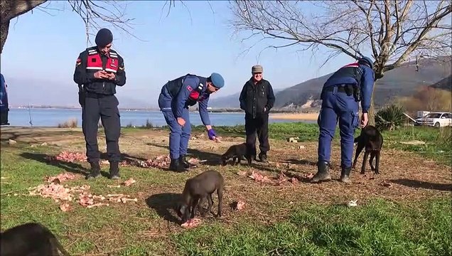 Jandarma sokak köpeklerini etle besledi - BURSA