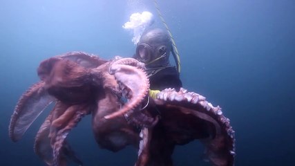 2019 Teaser Festival Pêcheurs du Monde 2019 * Trigone Production