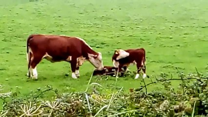 Mother cow washing her calf her other calf starts licking its side