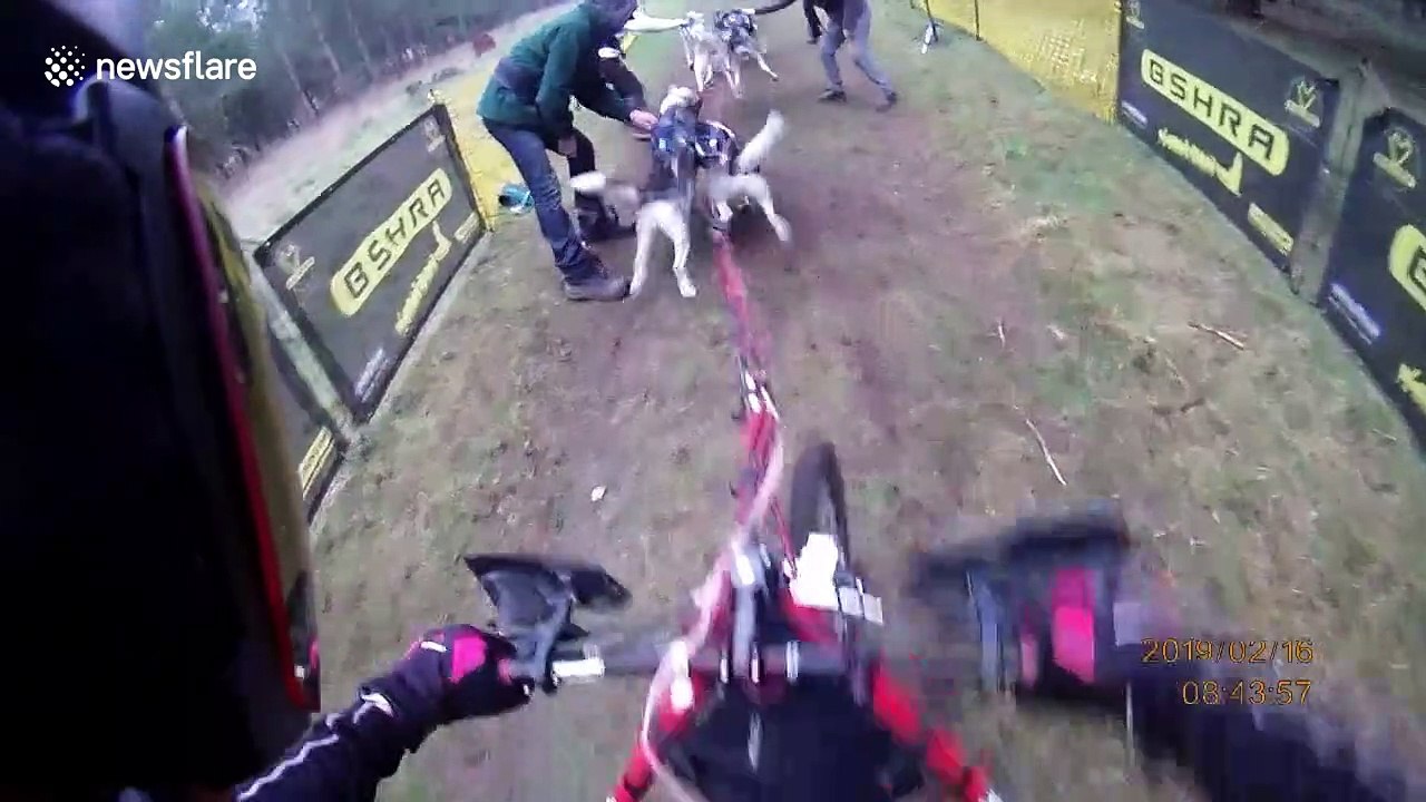 Excited huskies mush around Suffolk forest in dog-racing championship
