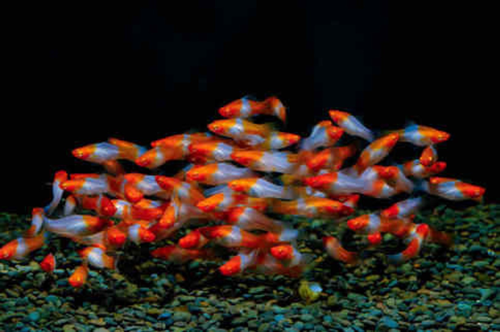 poisson au micro vap Filet de Truites à la vapeur de Biére au Micro Vap main image 0