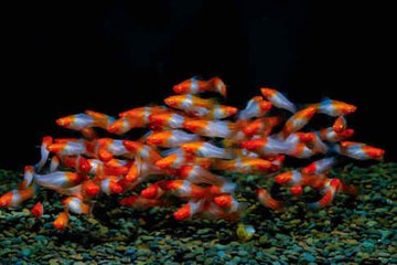 Tout savoir sur les micro-poissons