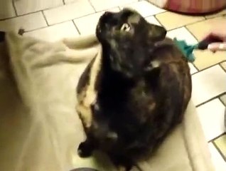 Ce chat miaule bizarrement