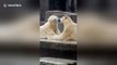 French kissing polar bears captivate visitors at Budapest zoo