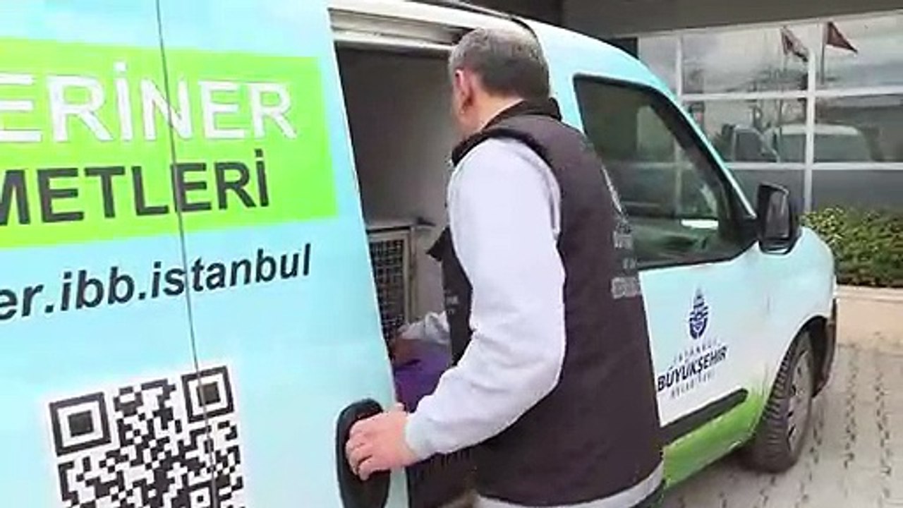 Istanbul bichonne ses chiens et chats errants