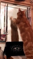Chat roux qui gratte un miroir