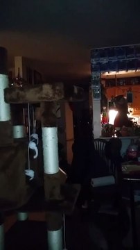 Haunted Doll shows Pulsating Spirit Orb while Communicating through Ghost Radar App.