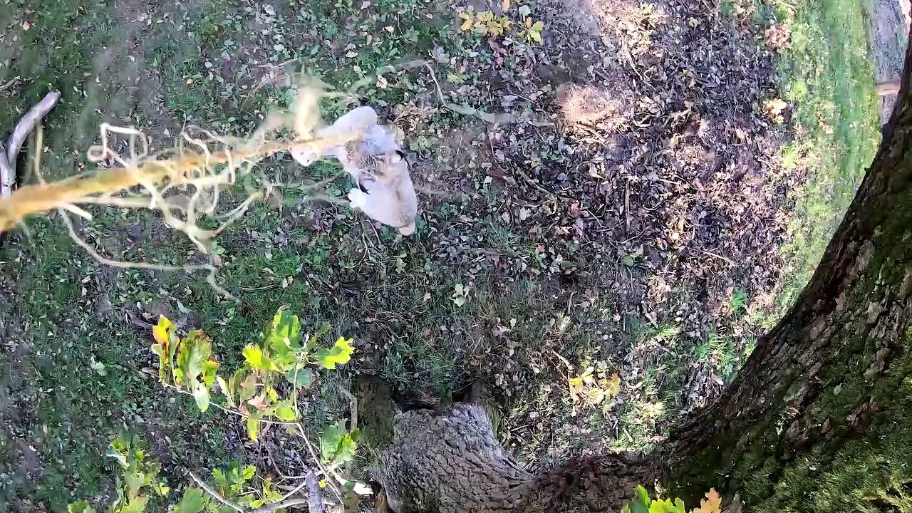 Northumberland Country Zoo : Three Canadian Lynx Brothers!