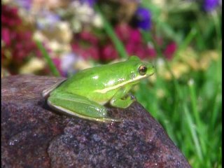 Baby Einstein - Baby Shakespeare_ World of Poetry