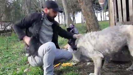 Boğazından yaralanan köpeğe vatandaş sahip çıktı - ORDU