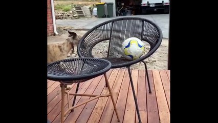 Whippet gets wound up when he can't quite reach his favourite ball
