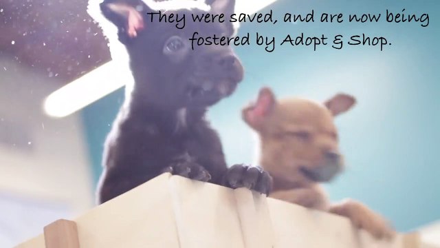 1 Minute of Cute Puppies Having A Playdate