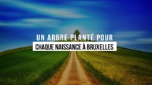 Un arbre planté pour chaque naissance à Bruxelles