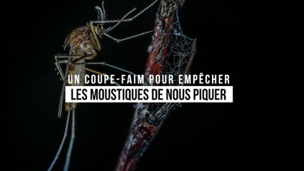 Un coupe-faim pour empêcher les moustiques de nous piquer