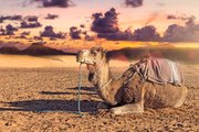 Dromadaire et chameau : une ou deux bosses ? Et pourquoi ?