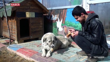 Ölmek üzereyken bulunan "Dost" engellilere rehberlik yapıyor