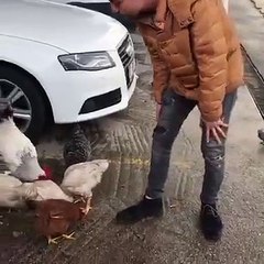 Tavuğu kaçırılan horoz çılgına döndü!