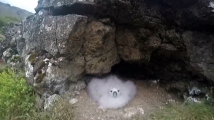 Cet oiseau vomit pour se défendre