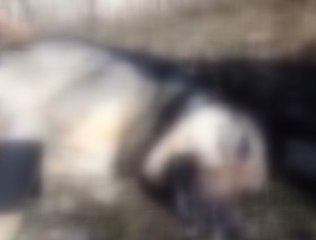 Köpek katliamı görüntüleri