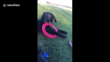 Cocker spaniel puppy tangles himself in frisbee while playing fetch