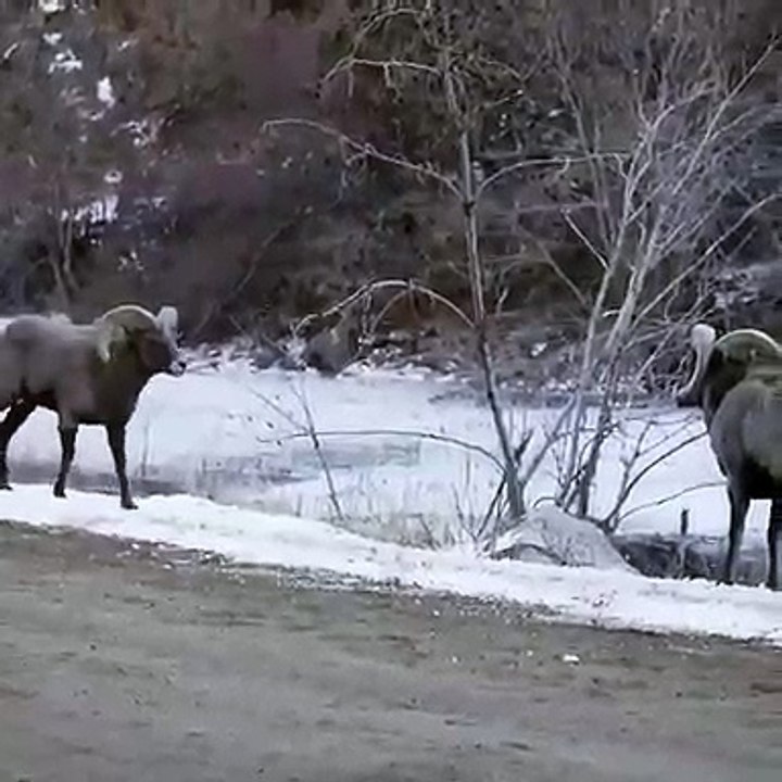 Bighorn Sheep going head to head!