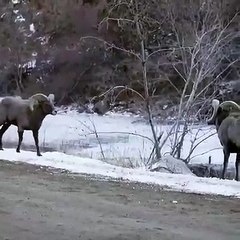 Bighorn Sheep going head to head!