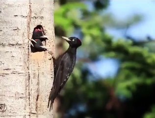 Black woodpecker was feeding to her young