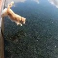 Dog dives underwater