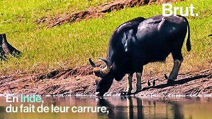 Le gaur est l'un des plus gros animaux terrestres