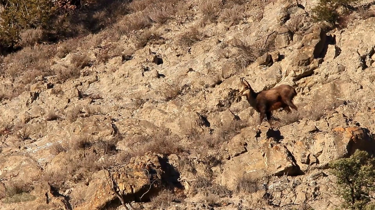 Chamois va et vient