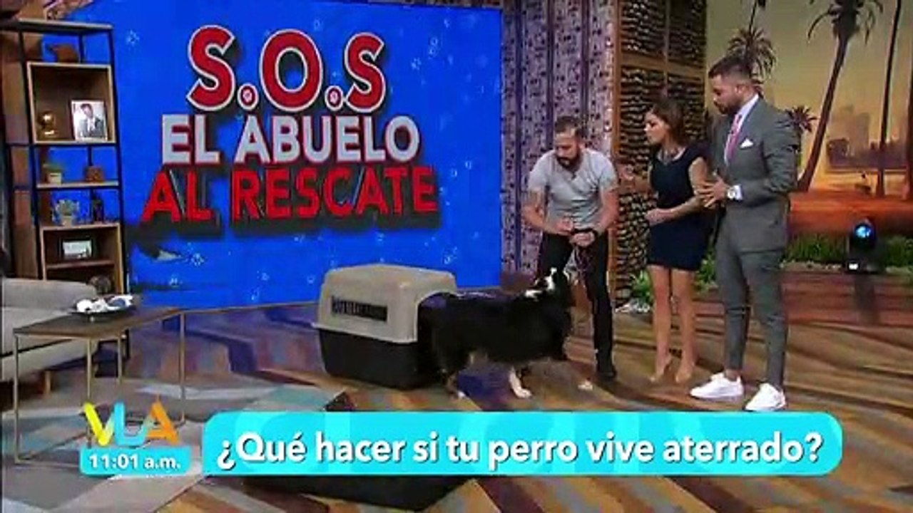 ¿Cómo lograr que tu perro se sienta más seguro? Con estos consejos lograrás que tu mascota se sienta más tranquila.