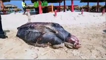 Tortuga muerta aparece en playa Miramar