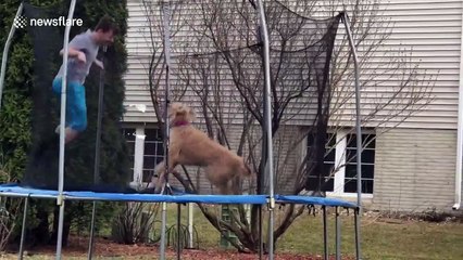 Iowa boy and his dog love jumping on the trampoline together