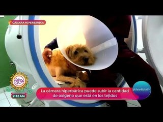 ¡Cámara hiperbárica para perros! | Sale el Sol