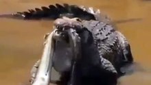 crocodile feeding on a fish