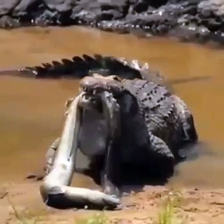 crocodile feeding on a fish